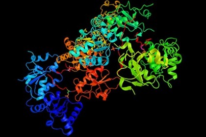 Auf dem Bild der Agentur Shutterstock eine 3D-Rekonstruktion des Proteins BRCA1, vom gleichnamigen Gen codiert
