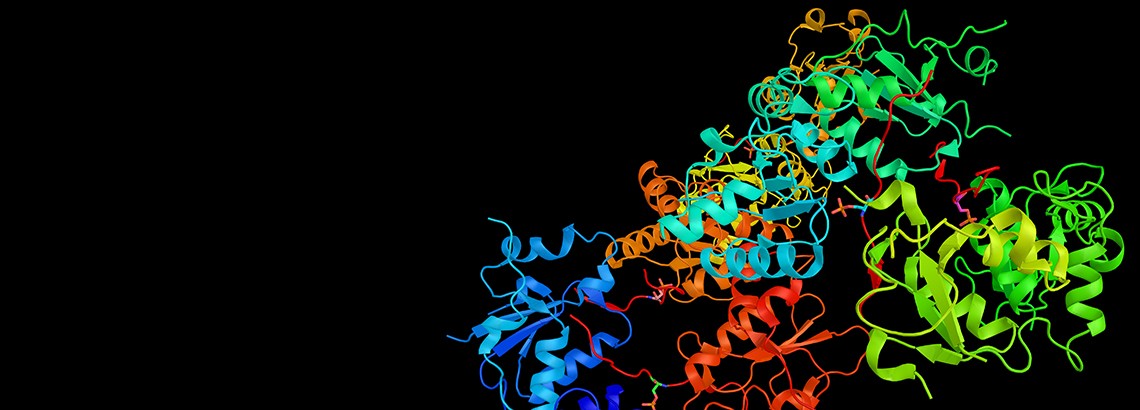 Nella foto dell’agenzia Shuttersock, una ricostruzione in 3D della proteina BRCA1, codificata dall’omonimo gene