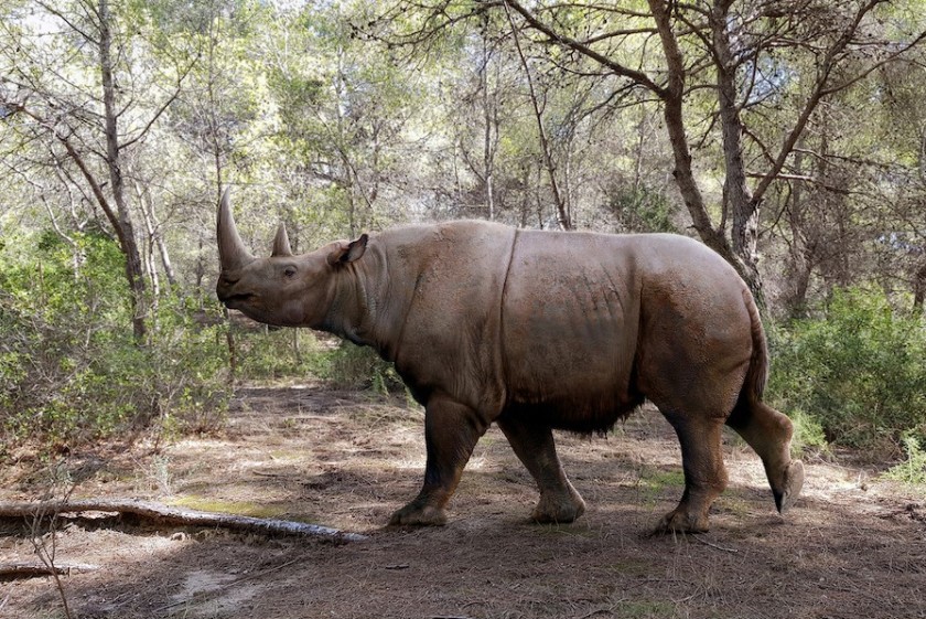 Un rinoceronte di Merck (Stephanorhinus kirchbergensis). Questi animali sono vissuti130’000-71’000 anni fa, nel penultimo periodo interglaciale (disegno di Roman Uchytel).  